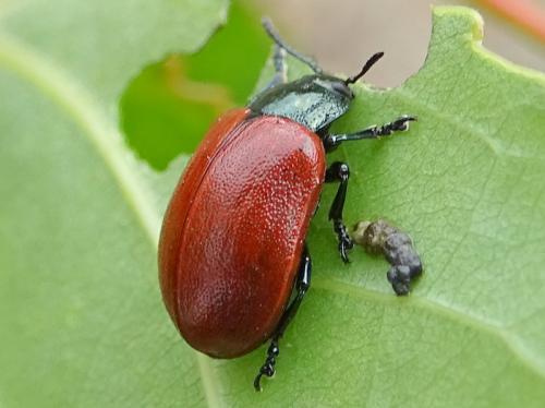 Chrysomela tremula